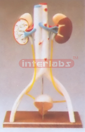 HUMAN URINARY SYSTEM MODEL